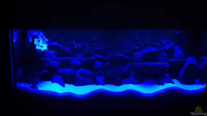 Aquarium Meckel´s Malawi Tank von Meckel (5)