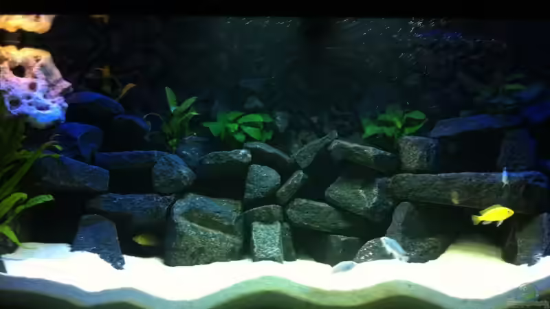 Aquarium Meckel´s Malawi Tank von Meckel (6)