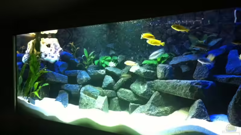 Aquarium Meckel´s Malawi Tank von Meckel (7)