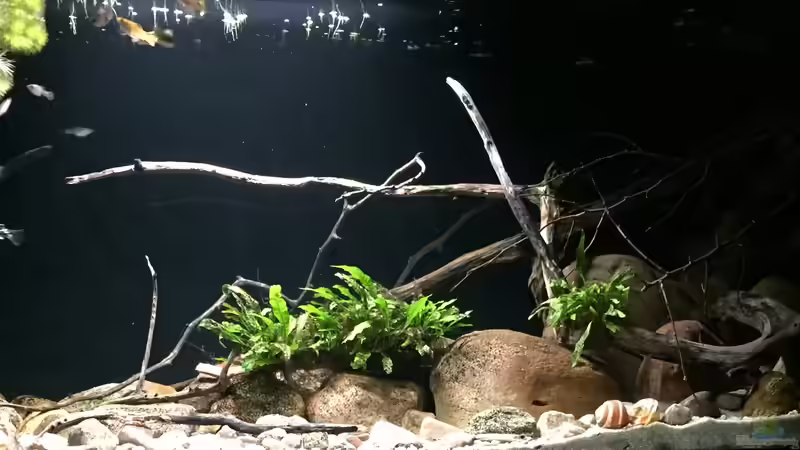 Aquarium Meeki Aquarium (aufgelöst) von Lutten81 (2)