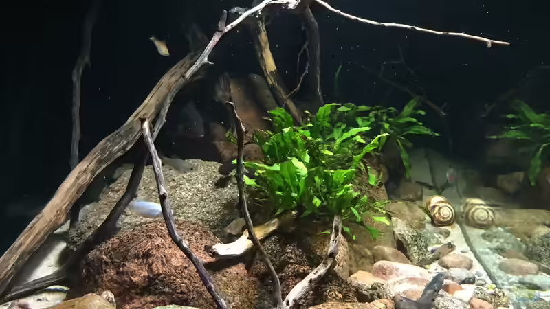 Aquarium Meeki Aquarium (aufgelöst) von Lutten81 (6)