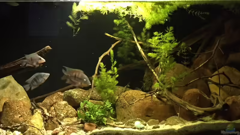 Aquarium Meeki Aquarium (aufgelöst) von Lutten81 (8)