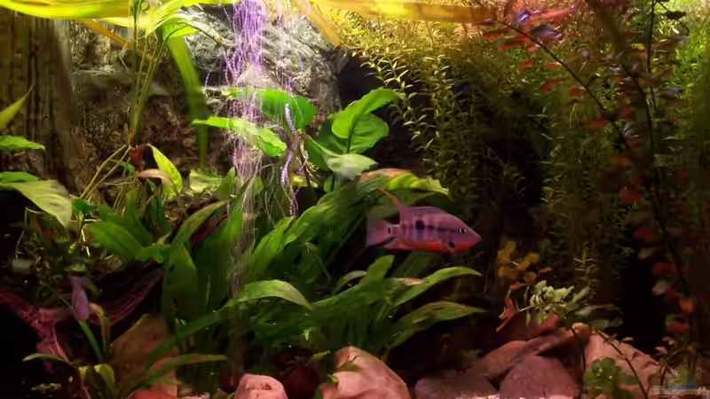 Aquarium Meeki-Heim von Meeki (10)