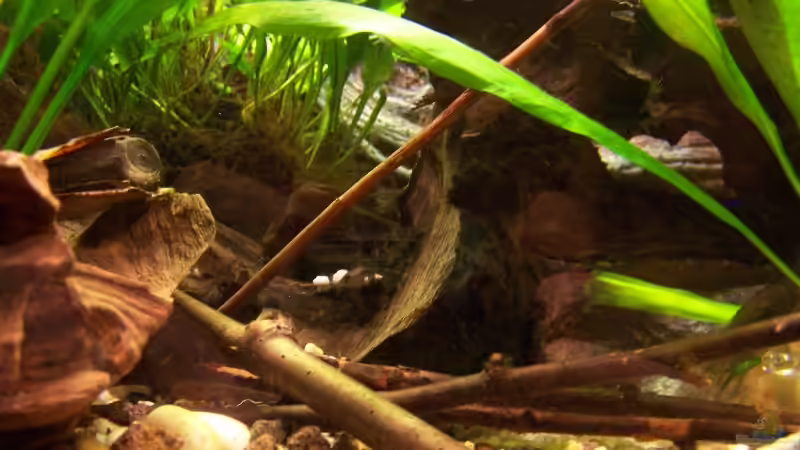 Aquarium Meeki-Heim von Meeki (3)