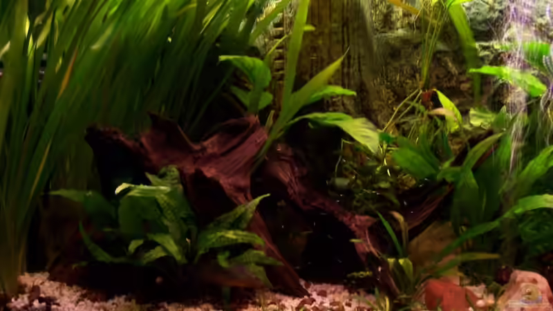 Aquarium Meeki-Heim von Meeki (4)