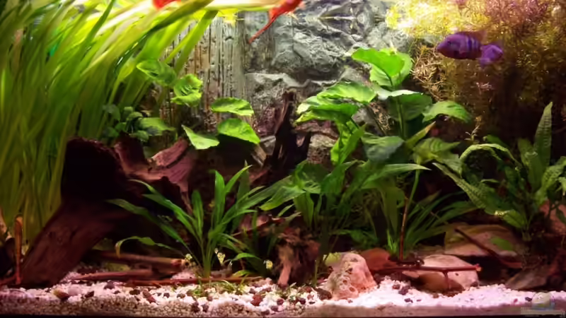 Aquarium Meeki-Heim von Meeki (5)