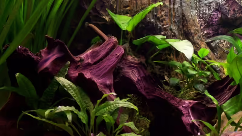 Aquarium Meeki-Heim von Meeki (6)