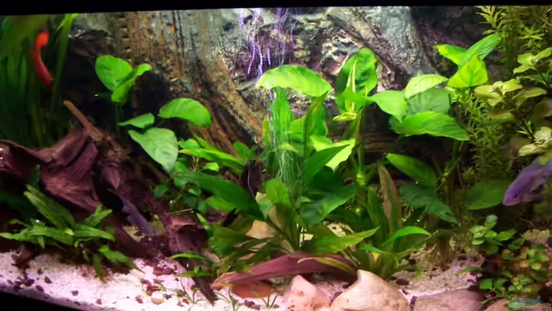 Aquarium Meeki-Heim von Meeki (8)