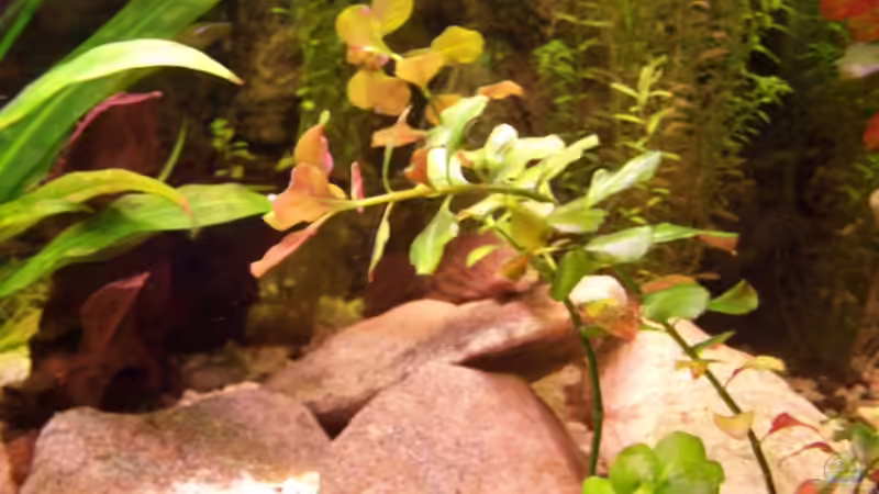 Aquarium Meeki-Heim von Meeki (9)