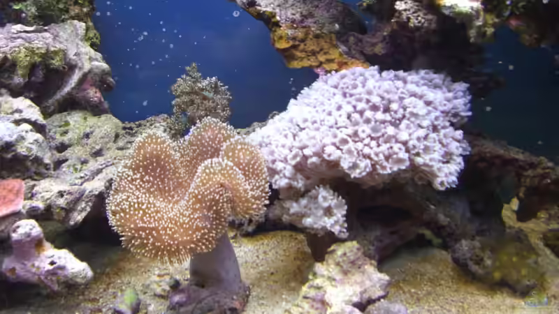 Aquarium Meerwasser 180l von -Nico- (4)