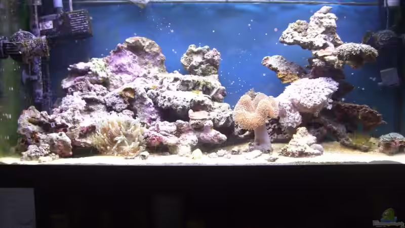 Aquarium Meerwasser 180l von -Nico- (5)