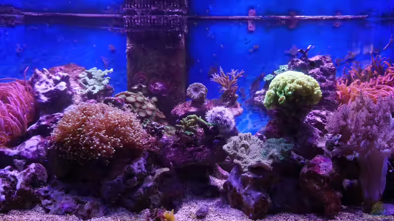 Aquarium Meerwasser 2010 von Manni1884 (2)