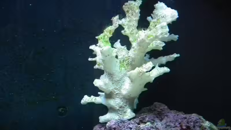 Aquarium Meerwasser Es geht los!! von Peter Tippmar (10)