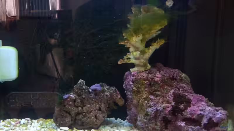 Aquarium Meerwasser Es geht los!! von Peter Tippmar (13)