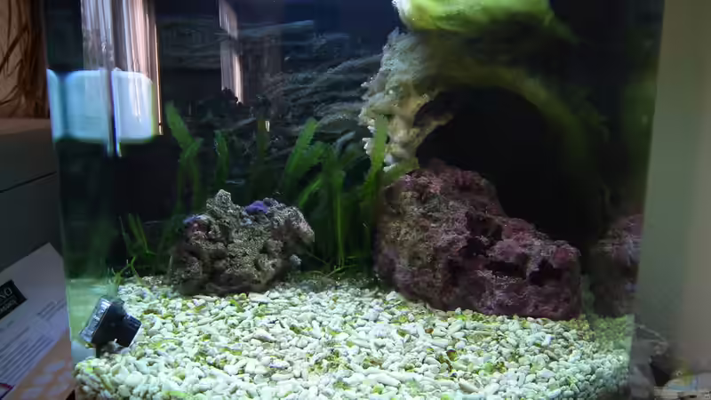 Aquarium Meerwasser Es geht los!! von Peter Tippmar (14)