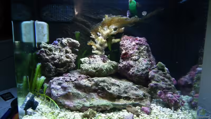 Aquarium Meerwasser Es geht los!! von Peter Tippmar (15)