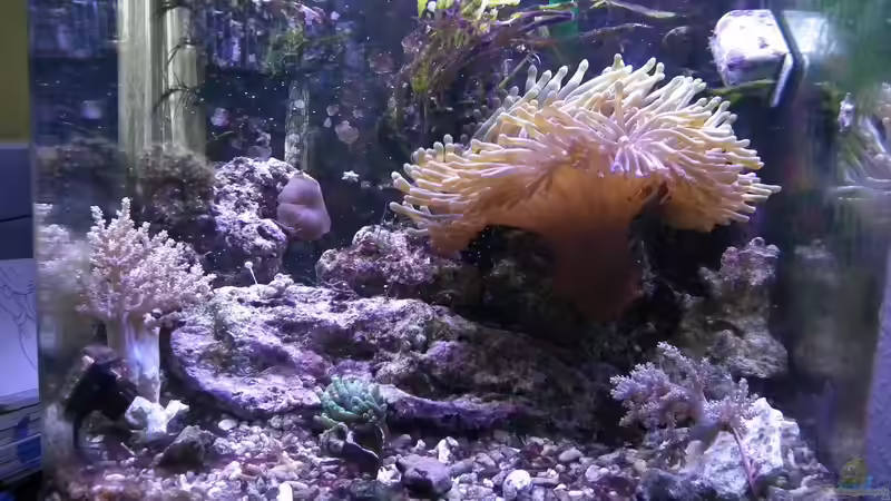 Aquarium Meerwasser Es geht los!! von Peter Tippmar (2)