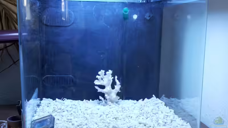 Aquarium Meerwasser Es geht los!! von Peter Tippmar (6)