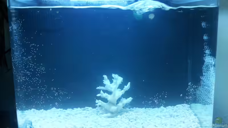 Aquarium Meerwasser Es geht los!! von Peter Tippmar (7)