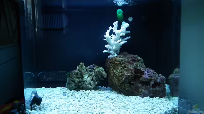 Aquarium Meerwasser Es geht los!! von Peter Tippmar (9)