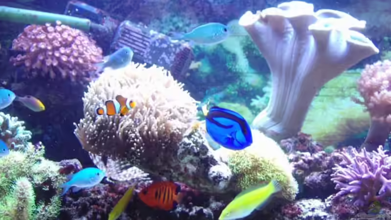 Aquarium Meerwasser Geisler von René Geisler (2)