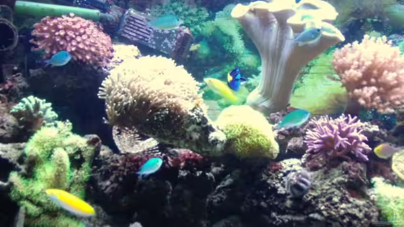 Aquarium Meerwasser Geisler von René Geisler (3)