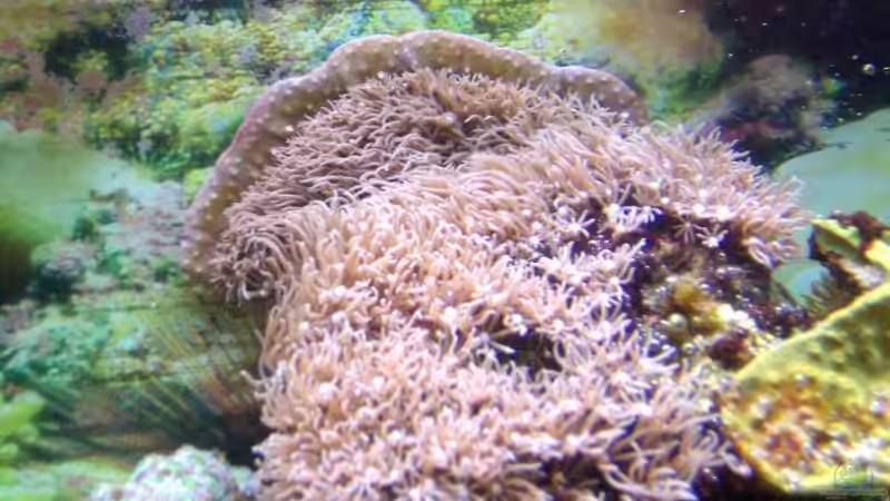 Aquarium Meerwasser Geisler von René Geisler (4)