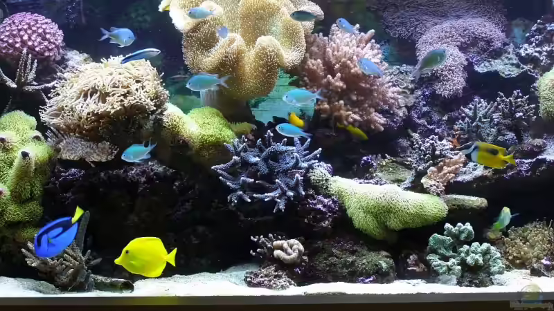 Aquarium Meerwasser Geisler von René Geisler (5)