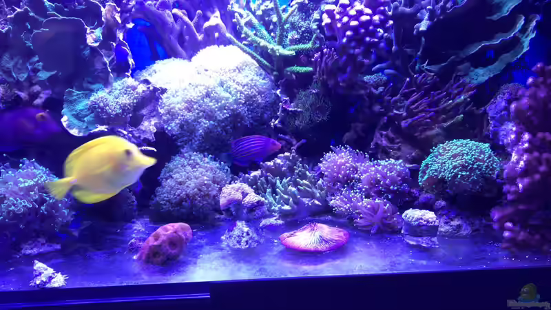 Aquarium Meerwasser Korallenriff von Michael Schmidt (2)