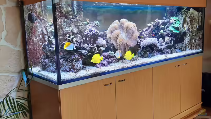 Aquarium Meerwasseraquarium von carkl (5)