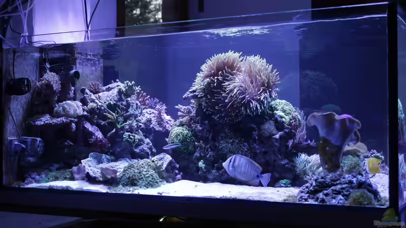 Aquarium Meerwasseraquarium von Hippi013 (18)