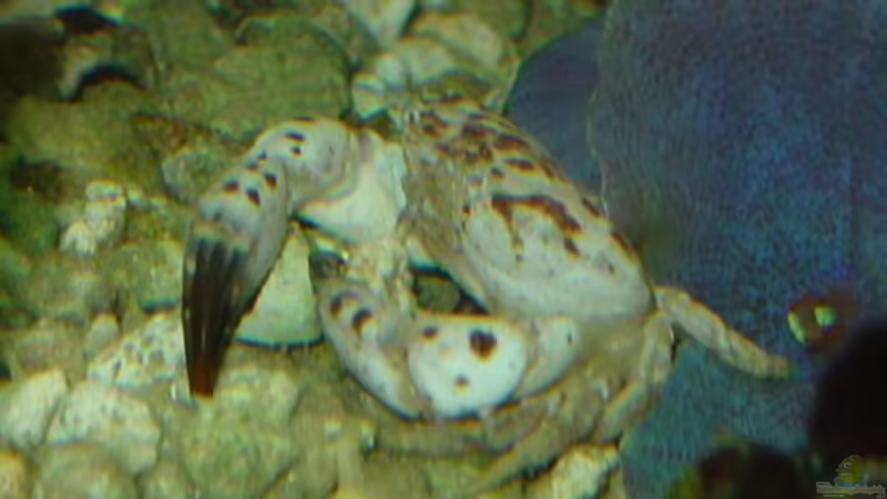 Aquarium Meerwasseraquarium von Jens Just (11)