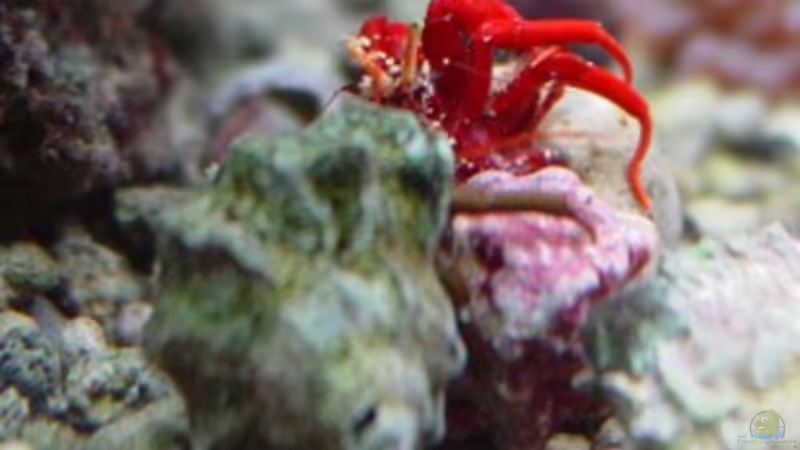 Aquarium Meerwasseraquarium von Jens Just (12)