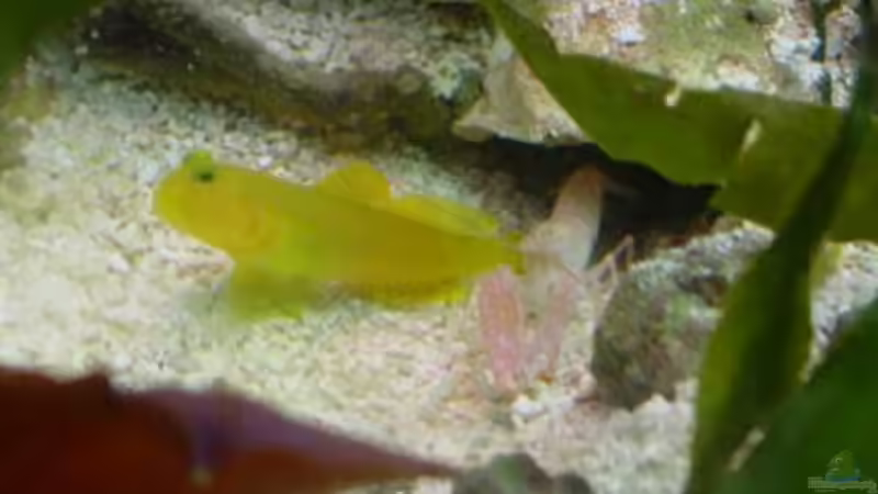 Aquarium Meerwasseraquarium von Jens Just (13)