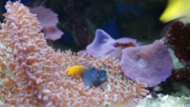 Aquarium Meerwasseraquarium von Jens Just (14)