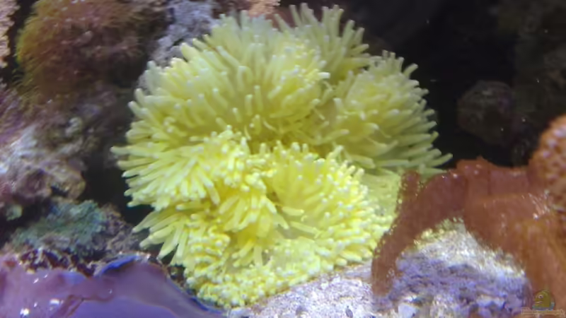 Aquarium Meerwasseraquarium von Jens Just (15)