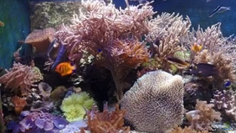 Aquarium Meerwasseraquarium von Jens Just (6)