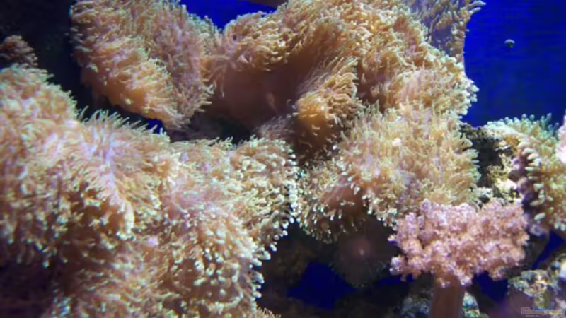 Aquarium Meerwasseraquarium von Jens Just (7)