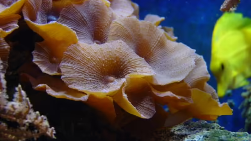 Aquarium Meerwasseraquarium von Jens Just (8)