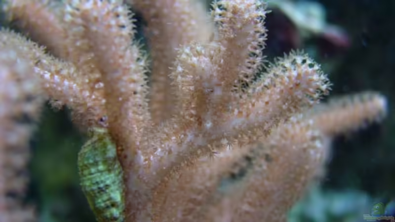 Aquarium Meerwasseraquarium von Jens Just (9)