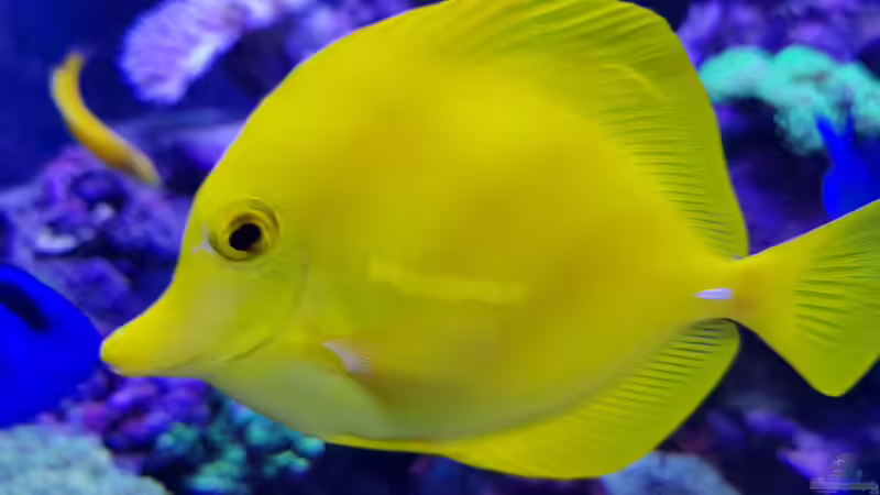 Aquarium Meerwasseraquarium von Wolfgang K. (11)