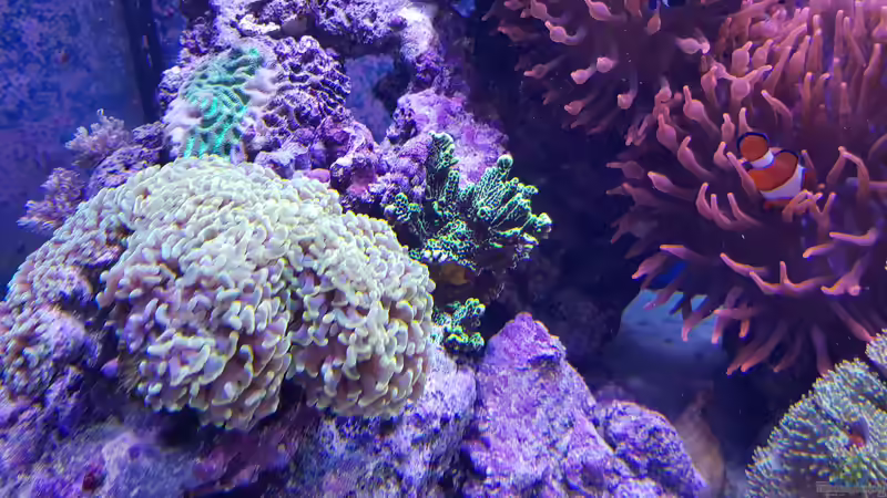 Aquarium Meerwasseraquarium von Wolfgang K. (12)