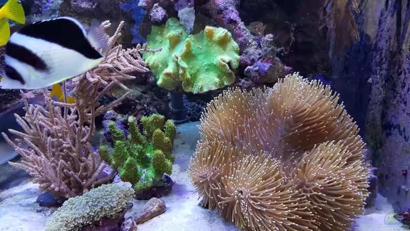 Aquarium Meerwasseraquarium von Wolfgang K. (13)