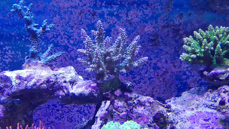 Aquarium Meerwasseraquarium von Wolfgang K. (15)