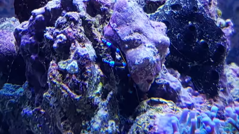 Aquarium Meerwasseraquarium von Wolfgang K. (18)