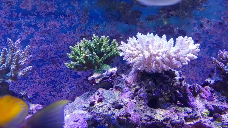 Aquarium Meerwasseraquarium von Wolfgang K. (19)