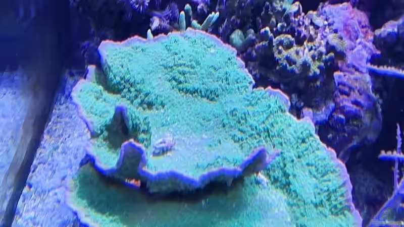 Aquarium Meerwasseraquarium von Wolfgang K. (2)