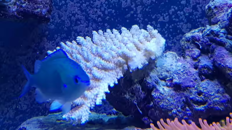 Aquarium Meerwasseraquarium von Wolfgang K. (20)