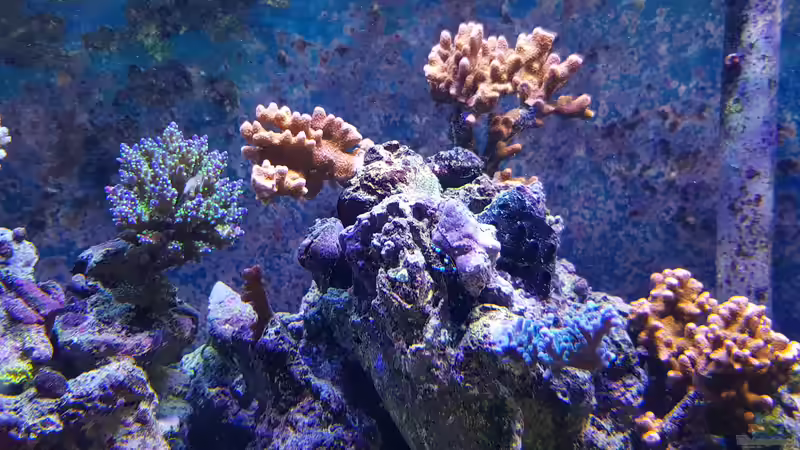 Aquarium Meerwasseraquarium von Wolfgang K. (21)