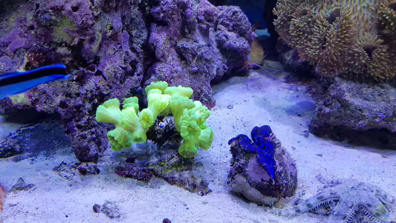 Aquarium Meerwasseraquarium von Wolfgang K. (22)